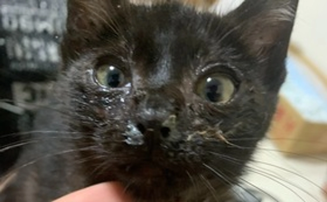 感謝のメールと写真