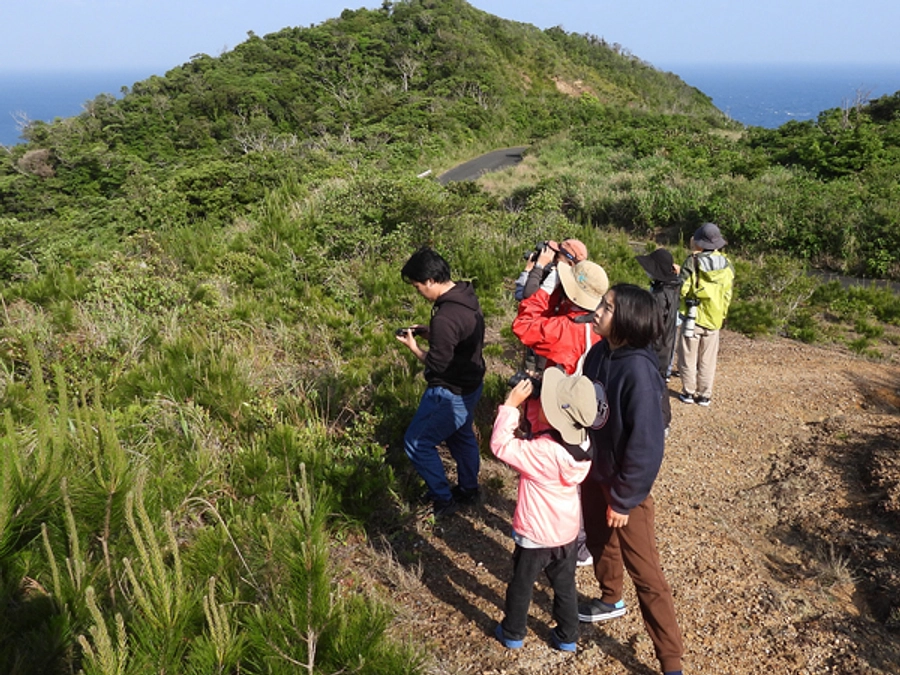 春のサシバの渡り観察会　NPO法人奄美野鳥の会