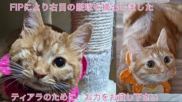ティアラのFIP治療費のご支援をお願い致します のトップ画像