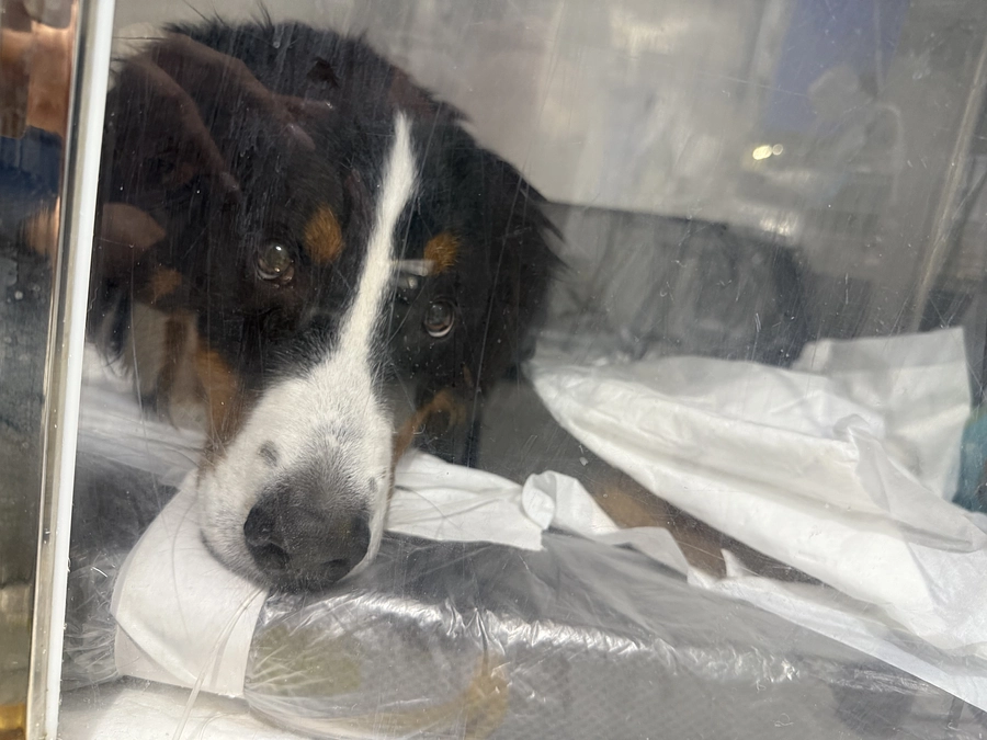 手術後のご報告となります。