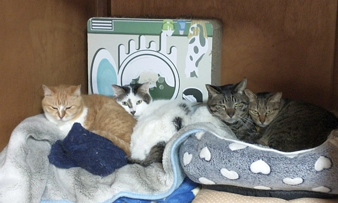 シェルターだより（3月）