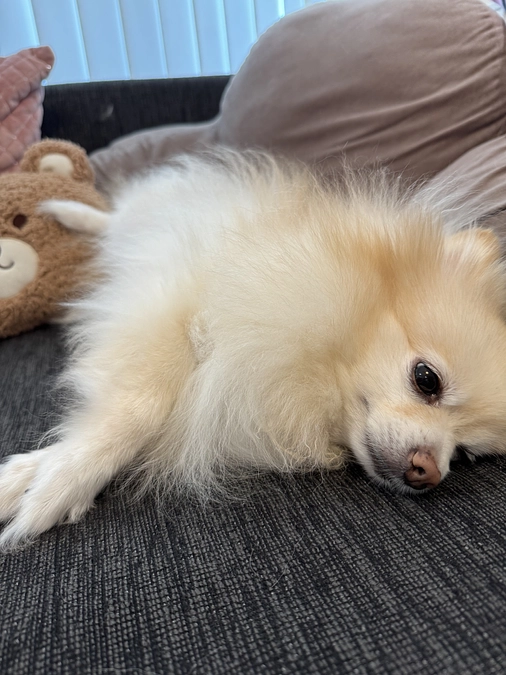 今朝のちゃらさんです