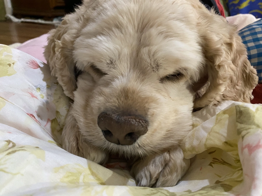 あと3日になりました　最後まで応援お願い致します