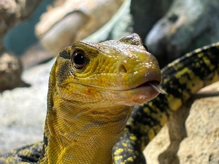 動物の口～！（トカゲ）