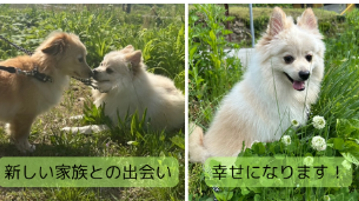 絶え間ない保護依頼！