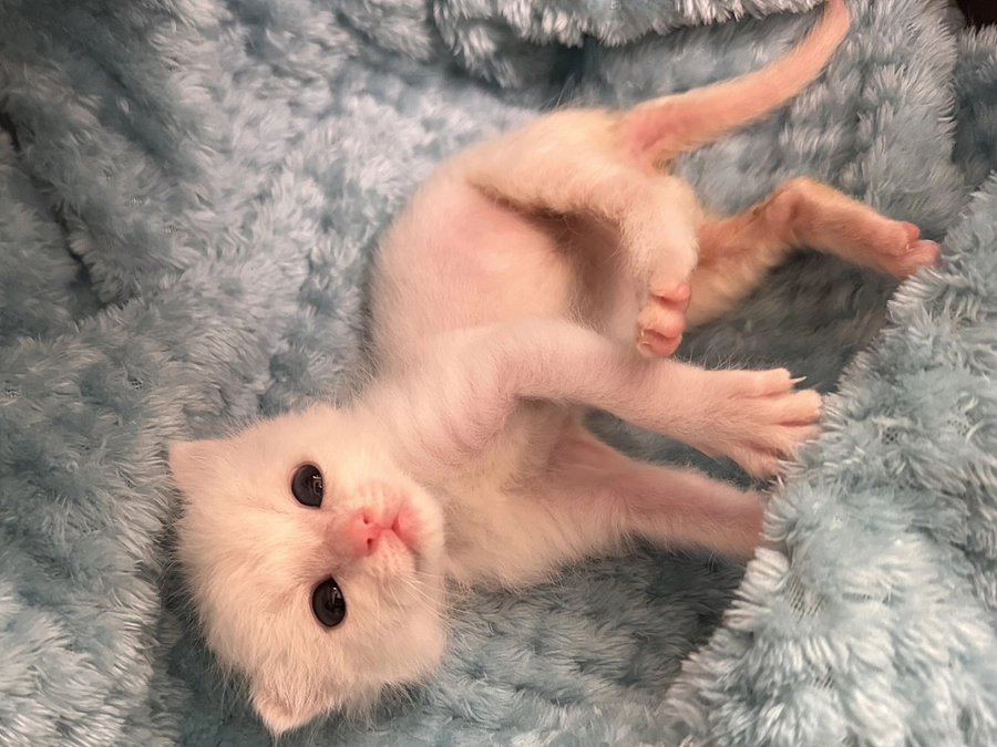 ラスト1日【明日31日23:00まで】