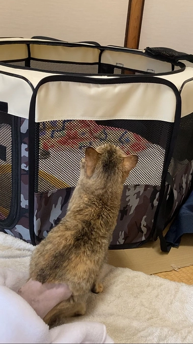 茶子の成長、、、