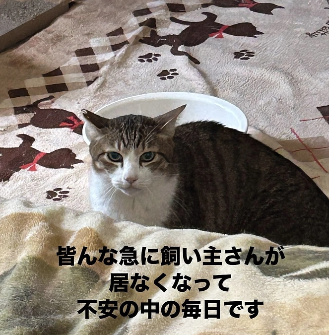 【残り6日】深刻な高齢化問題から猫を救うために、皆さまの力をもう一度お貸しください。