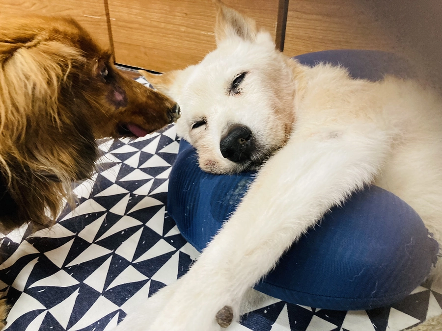 現実と理想の狭間で垣間見る想い