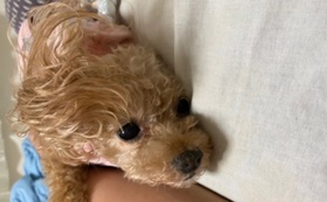 再び光を！いちご1