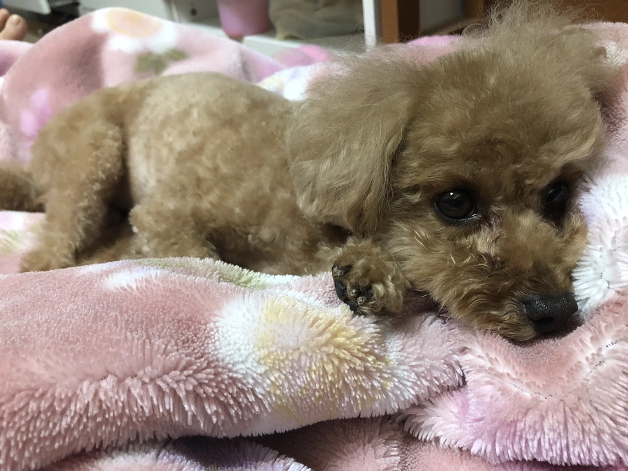 オシッコが出にくい様子。