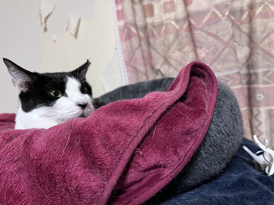 残り４３日となりました。