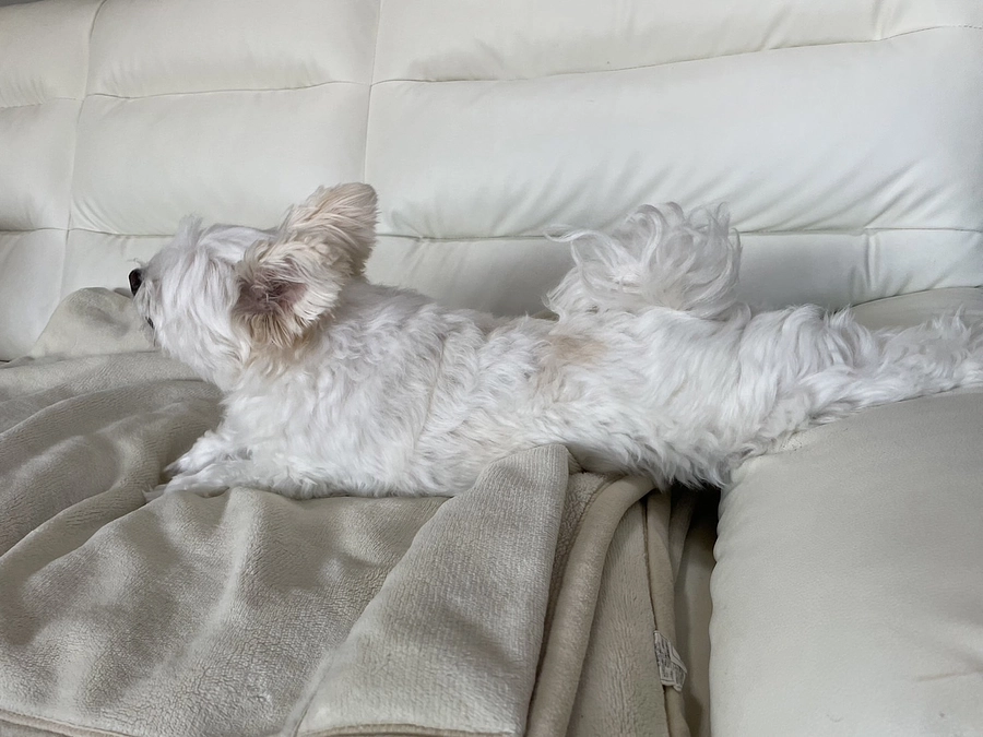 残り日数14日となりました。