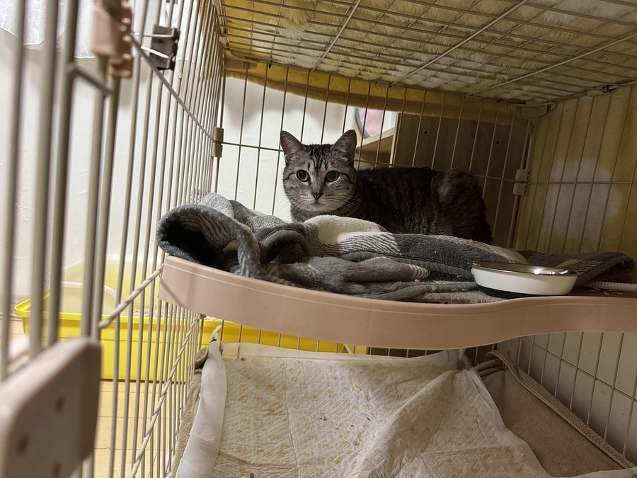 飼い主に2度捨てられた実里の飼い主特定。刑事事件として立件予定・告発状の提出を行いました