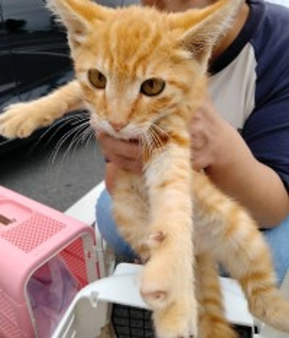 アスファルトの割れ目に住み着いた仔猫　無事に保護！