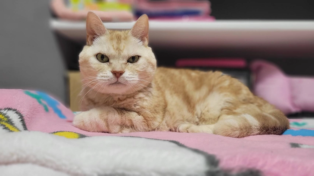 本日！街頭啓発募金活動👊