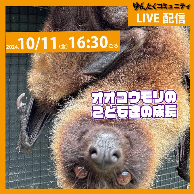 ゆんたくコミュニティ限定ライブ配信「オオコウモリのこども達の成長」