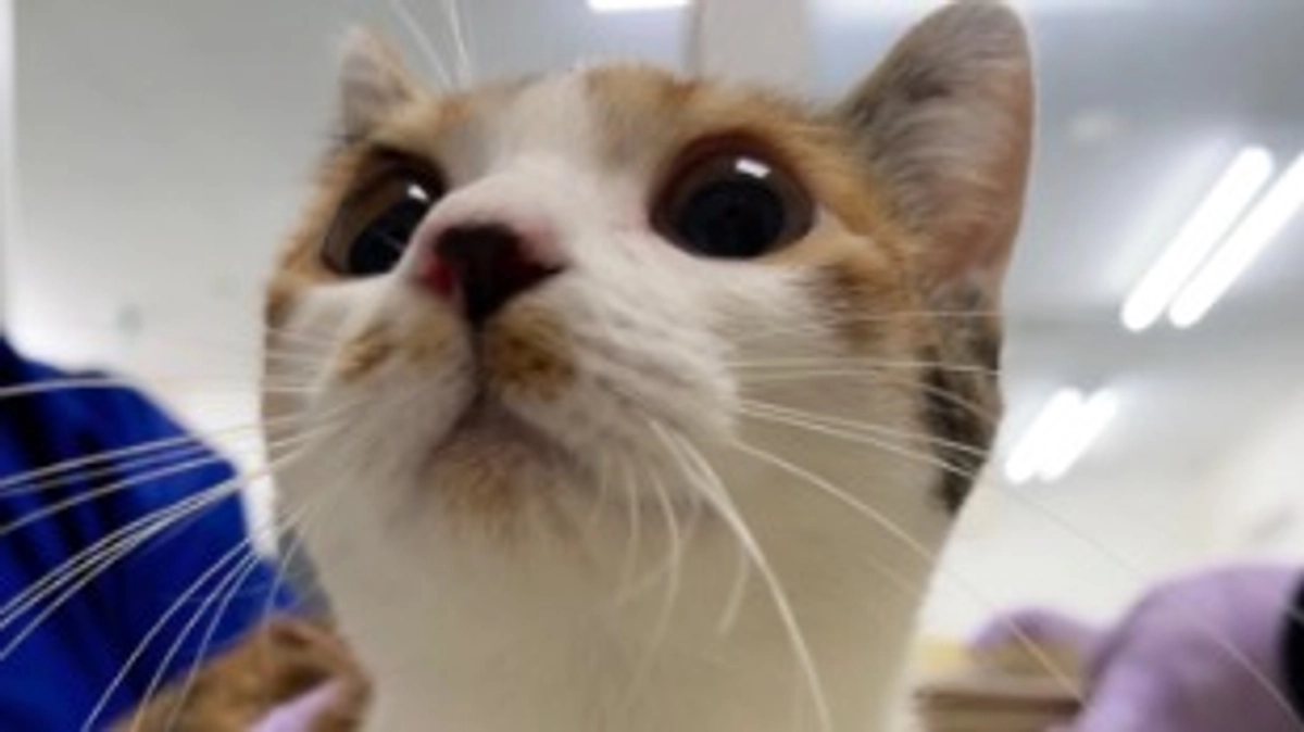 メイの手術が済みました。