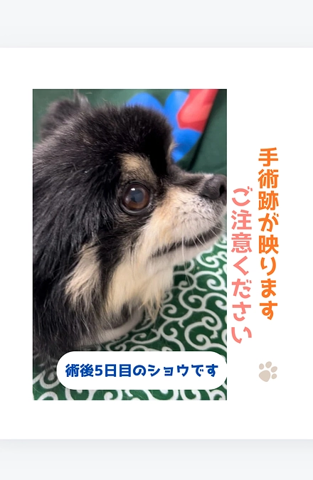 昨日のショウの様子（術後5日目）