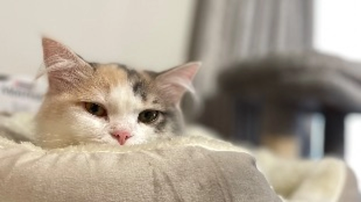 投薬終了と今後についてのお知らせ