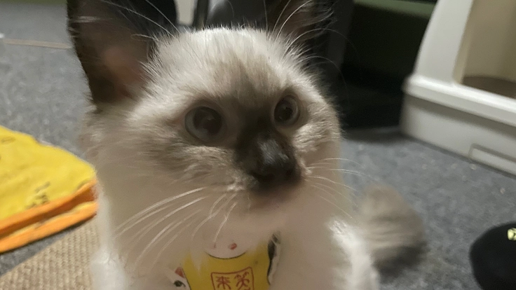 FIP(猫伝染性腹膜炎)の梳杞くんの治療費のご支援お願いします