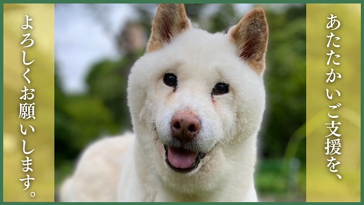 命の格差をなくす。殺処分対象の命を救い続けるため医療費のご支援を 7枚目