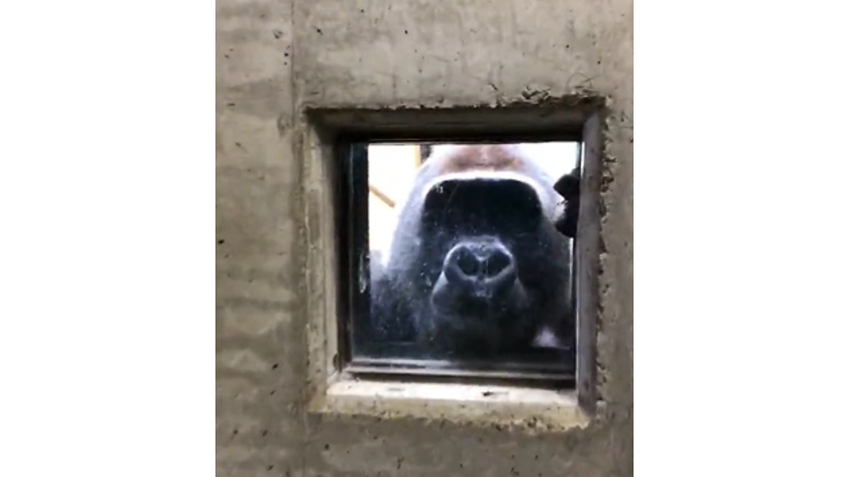 サルワールド再整備に関するインスタライブ（実施済み）です！Vol.1