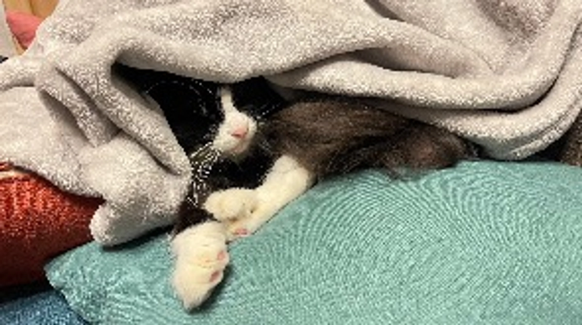 9/4～9/6のコロちゃん