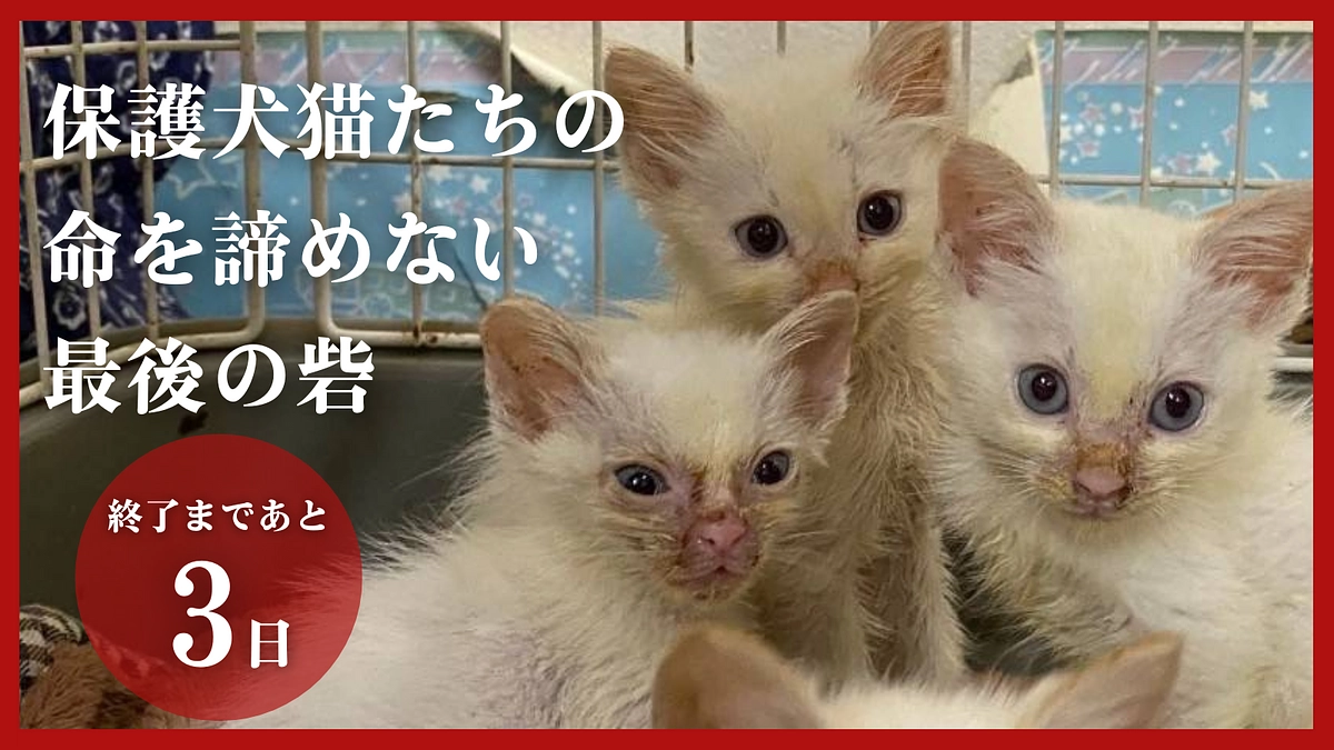 【残り3日！】沢山の応援メッセージをありがとうございます！