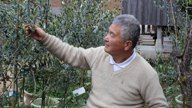 耕作放棄地でオリーブ無農薬栽培！新国産オリーブ産業を興したい