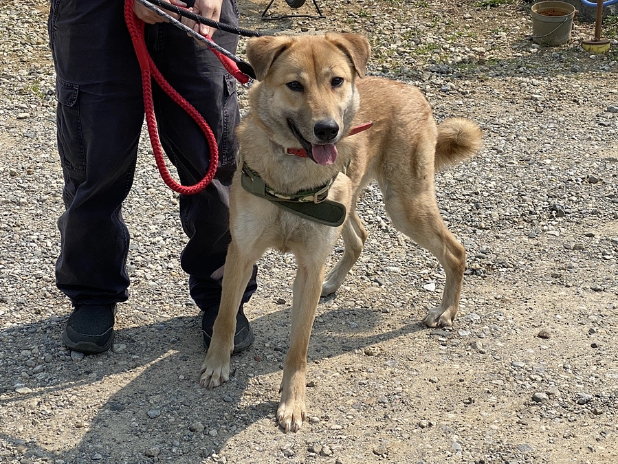 お散歩練習　～モモちゃん編～