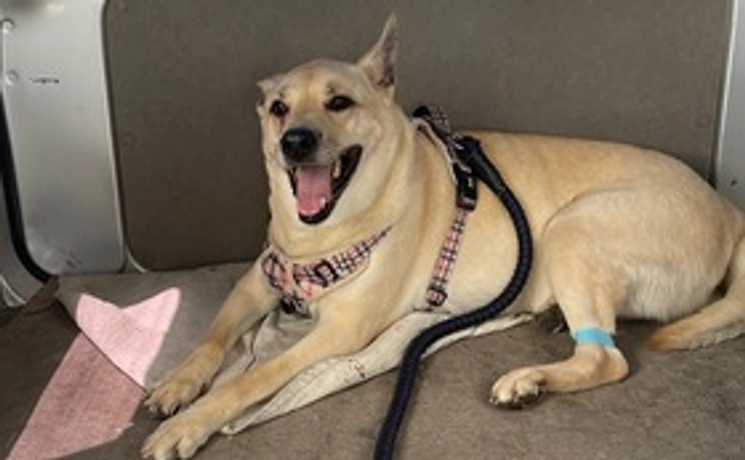 かつおへのご支援2