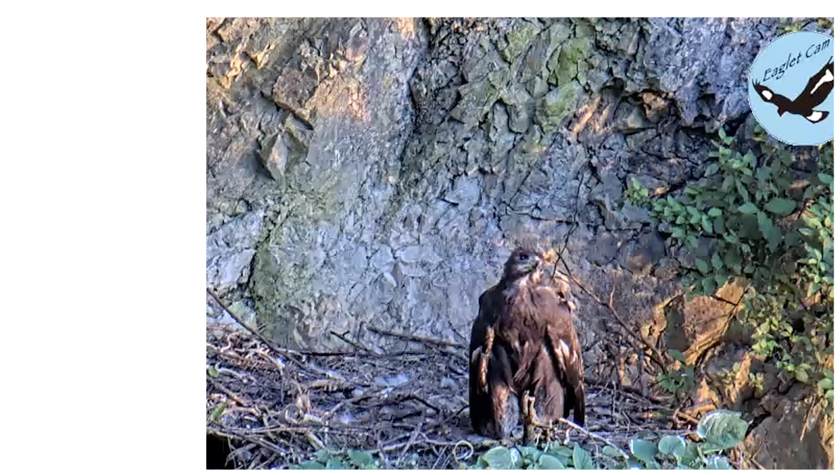「伊吹山のイヌワシ子育て生中継」を日本鳥学会で発表