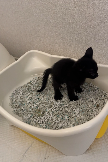 母猫、子猫元気です✨