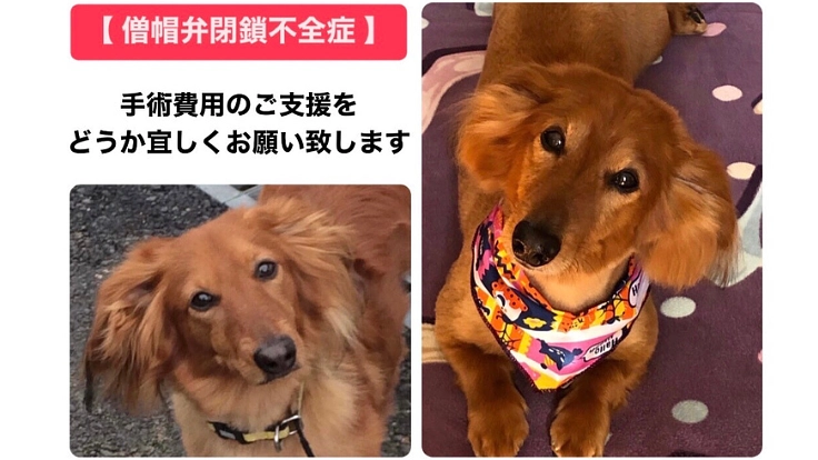 アルビン【僧帽弁閉鎖不全症】手術費用のご支援を宜しくお願い致します