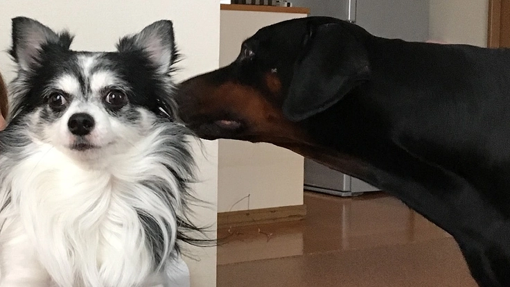 古い家を11匹の犬たちの為に修復するご支援お願いいたします