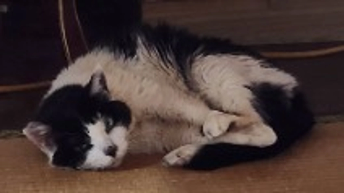 マリア通院の日🏥