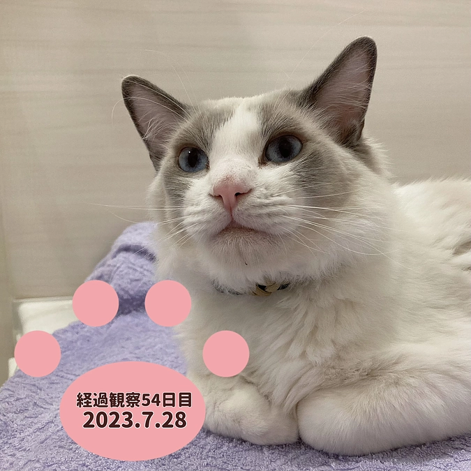 経過観察54日目(2023.7.28)