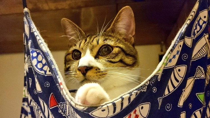 難病FIP(猫伝染性腹膜炎）から大切な家族の命を守りたい。