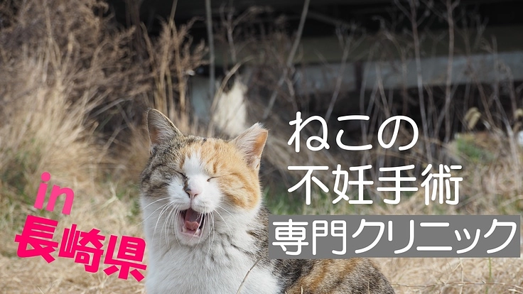 ヒトがつくりだした“のらねこ”へ　 今 私たちができること
