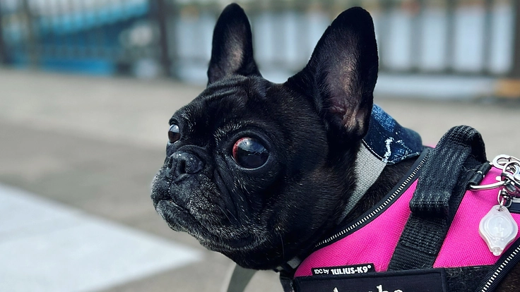 【保護犬出身】雨葉の眼球摘出手術と治療の費用支援をお願いします
