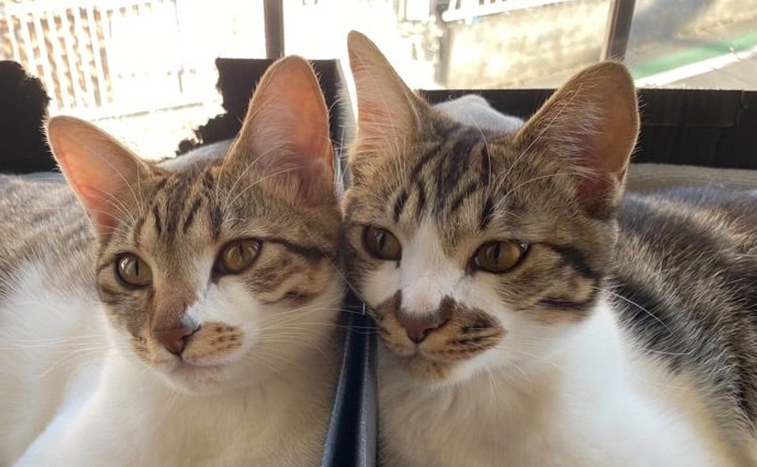 2,000円サポートにゃん！