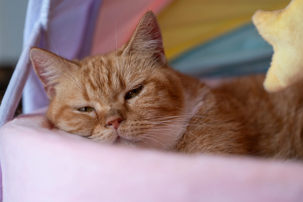 【大切なお知らせ】プロジェクトにかける想い