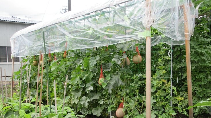 野菜、果物の雨よけ用、トンネル支柱(1本足)を使用して頂きたい。