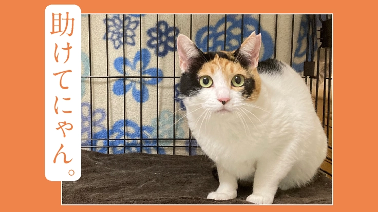 行き場を失った犬猫たちや負傷猫を助けるためのご支援をお願いします。
