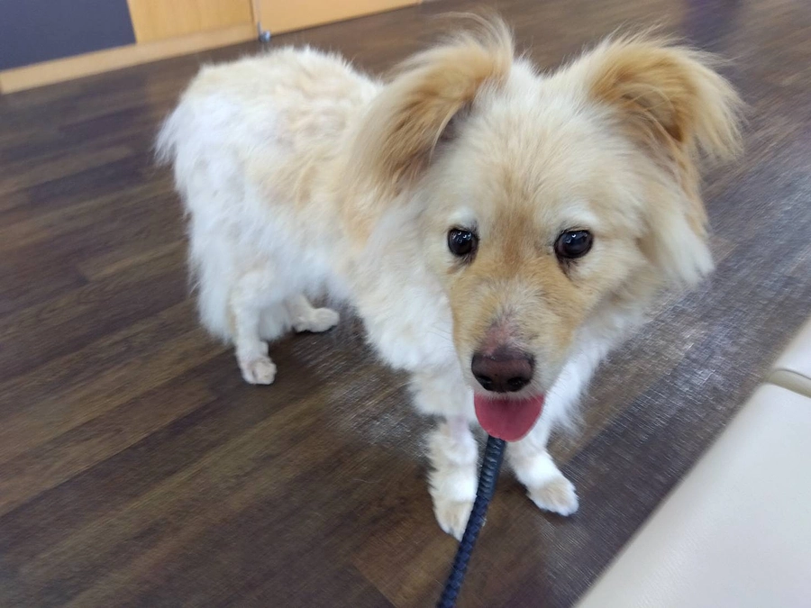 🐾 コロッケ　自己免疫疾患と向き合いながら🌱