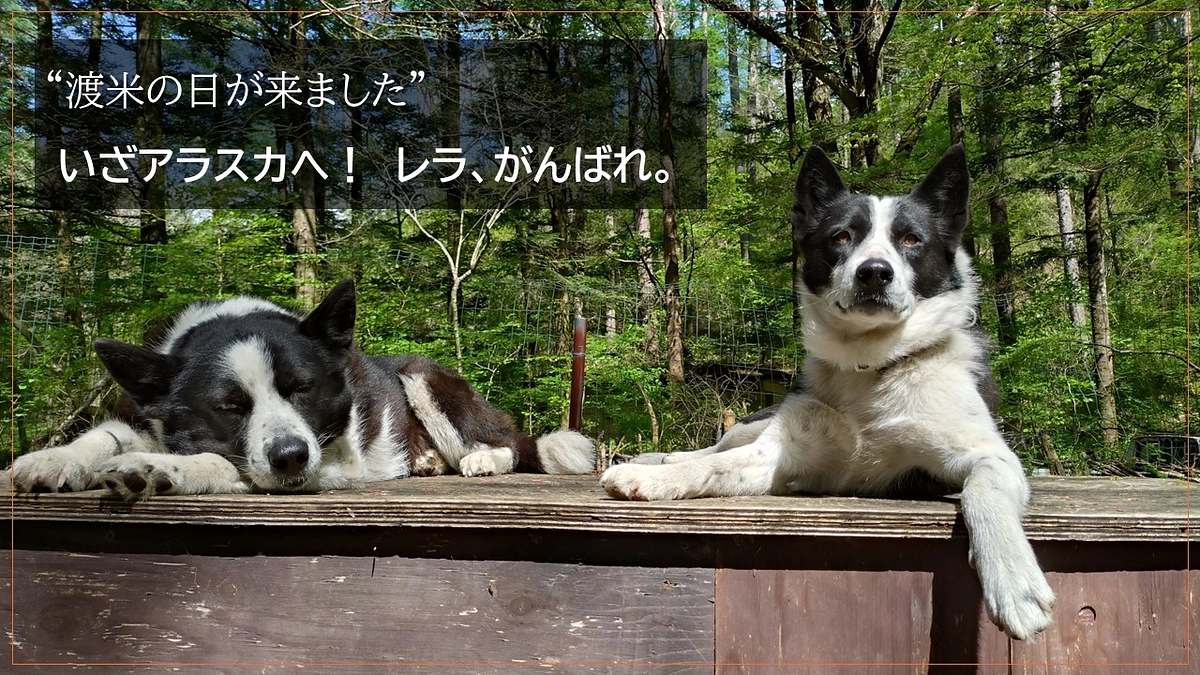 "渡米の日が来ました”　レラ、がんばれ。