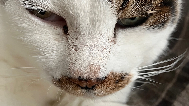 8才の猫の鼻腔内リンパ腫の治療費のご協力をお願いします！