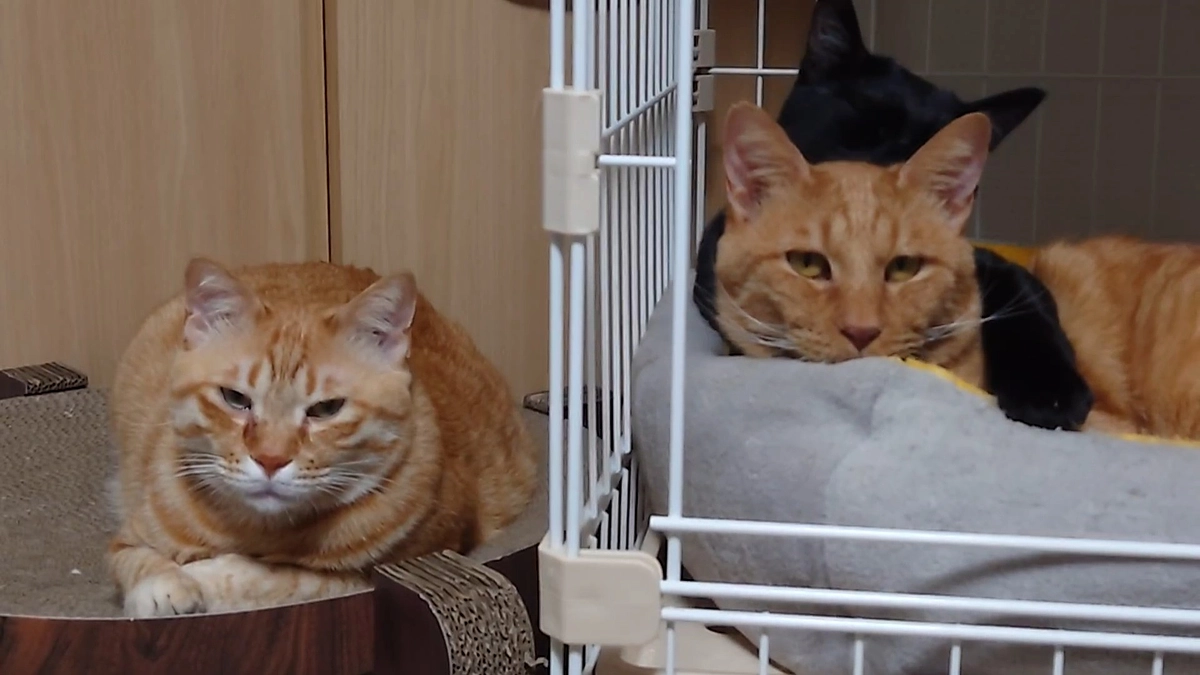 🐈茶トラのヨッちゃんともうひとりの茶トラの虎太～監視される編～🐈