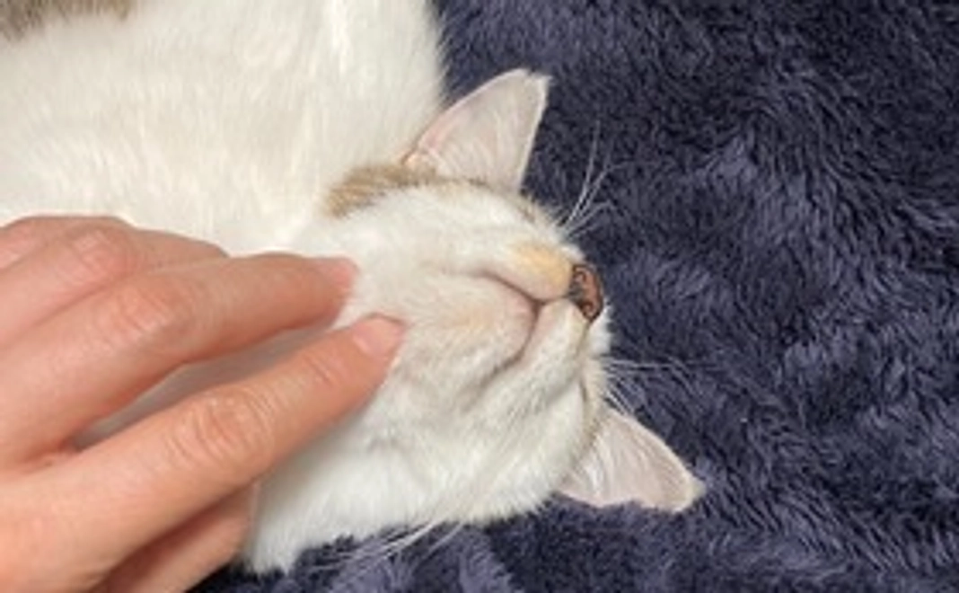 クフへの応援02